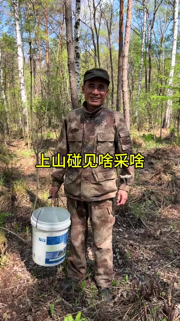 上山采野菜猴腿菜刺五加叶子