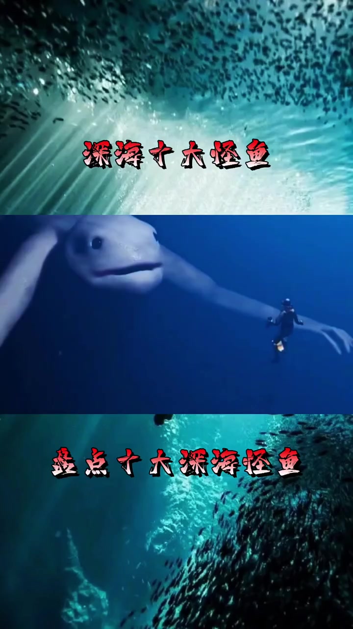 深海十大怪鱼深海怪鱼海洋生物科普