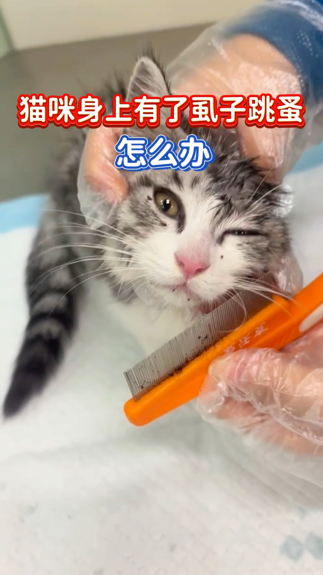 猫咪身上有虱子跳蚤怎么办