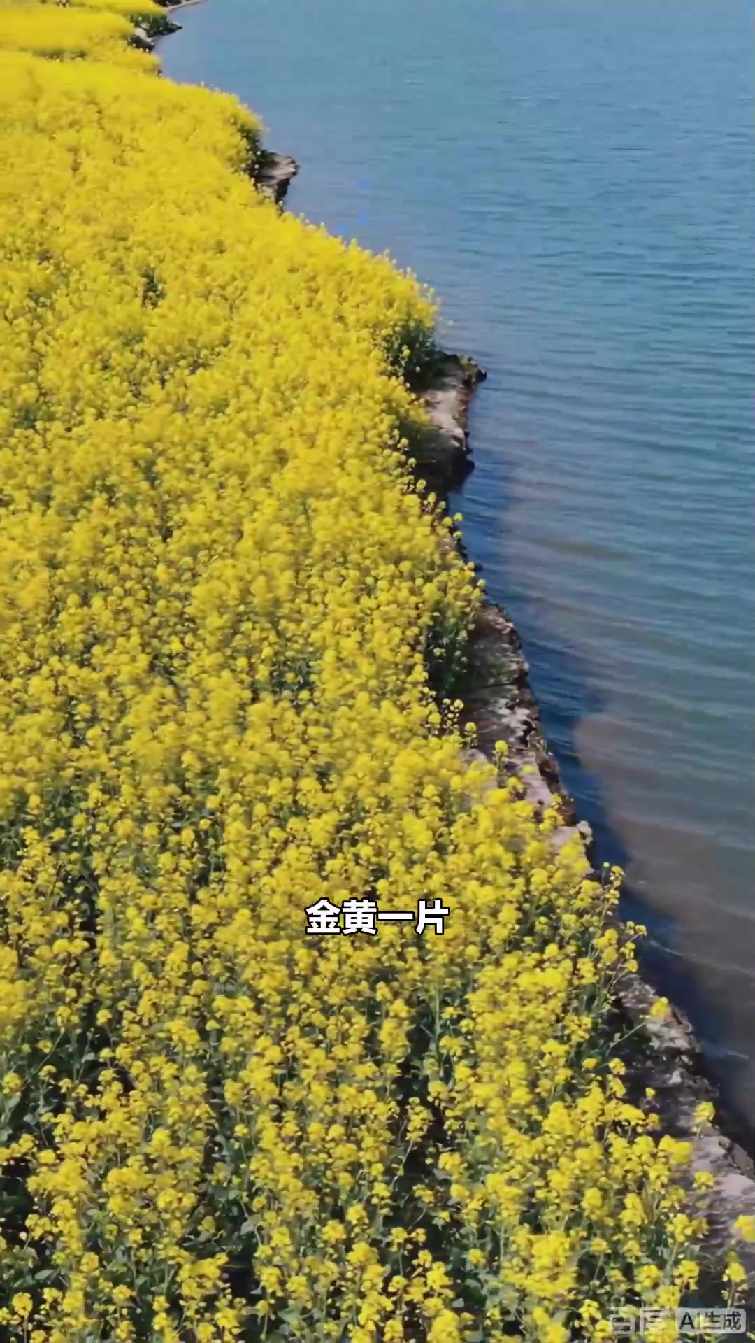 旅游：青海青海湖碧波荡漾连天际，七月油菜花金黄，高原蓝宝石放