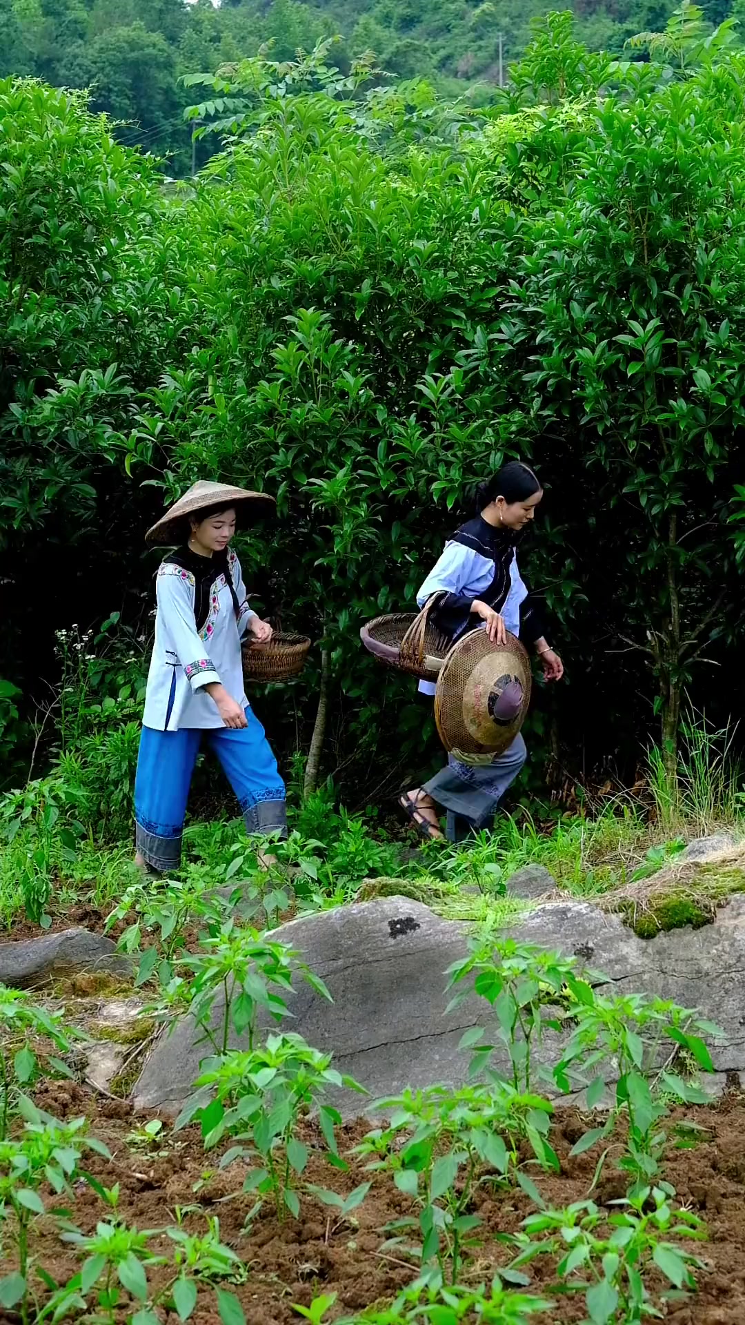 蒿菜粑粑，家乡的味道，远嫁的小姑子说他们安徽管这个叫青团
