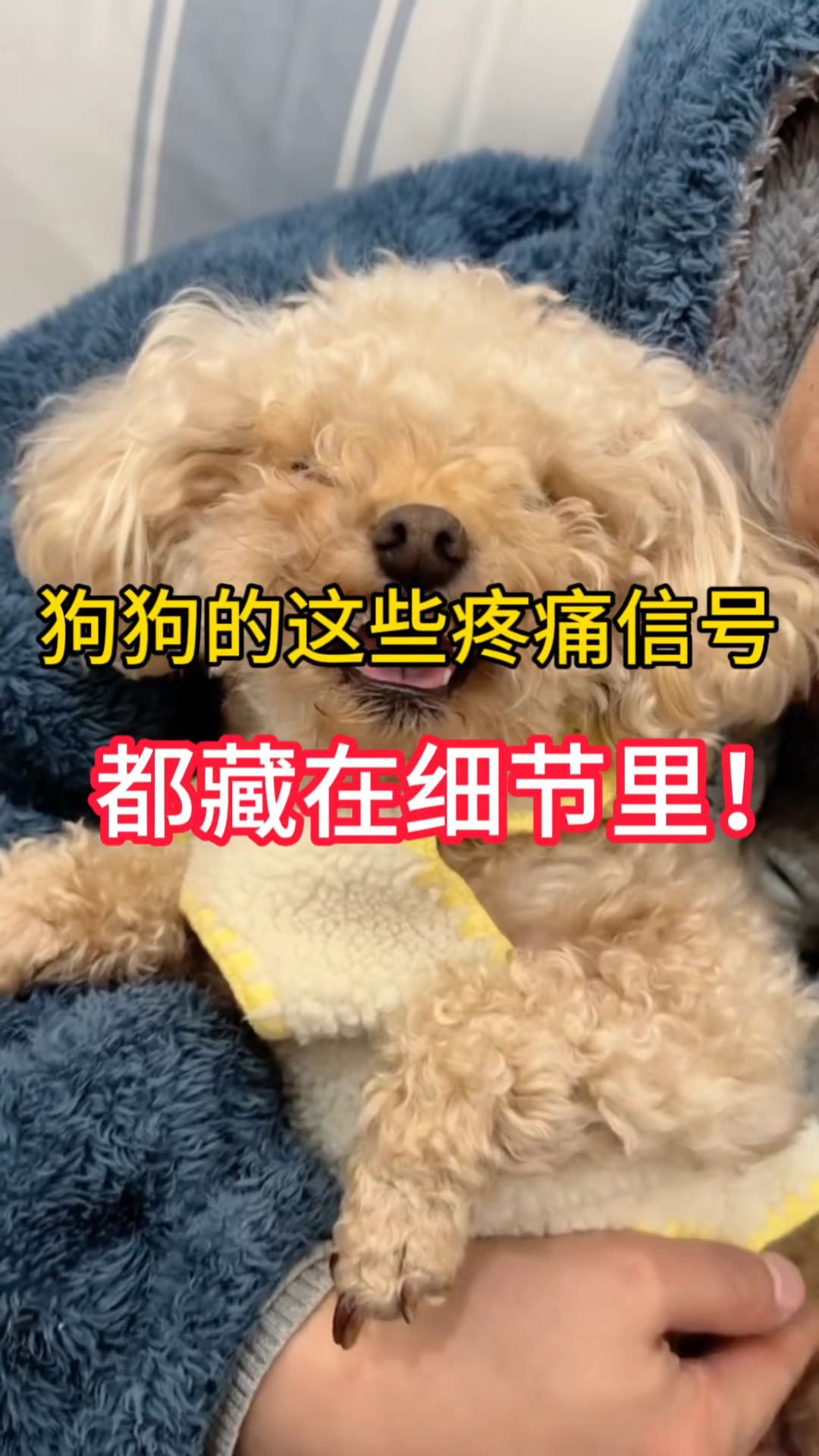 狗狗这些疼痛信号 你全部知道吗