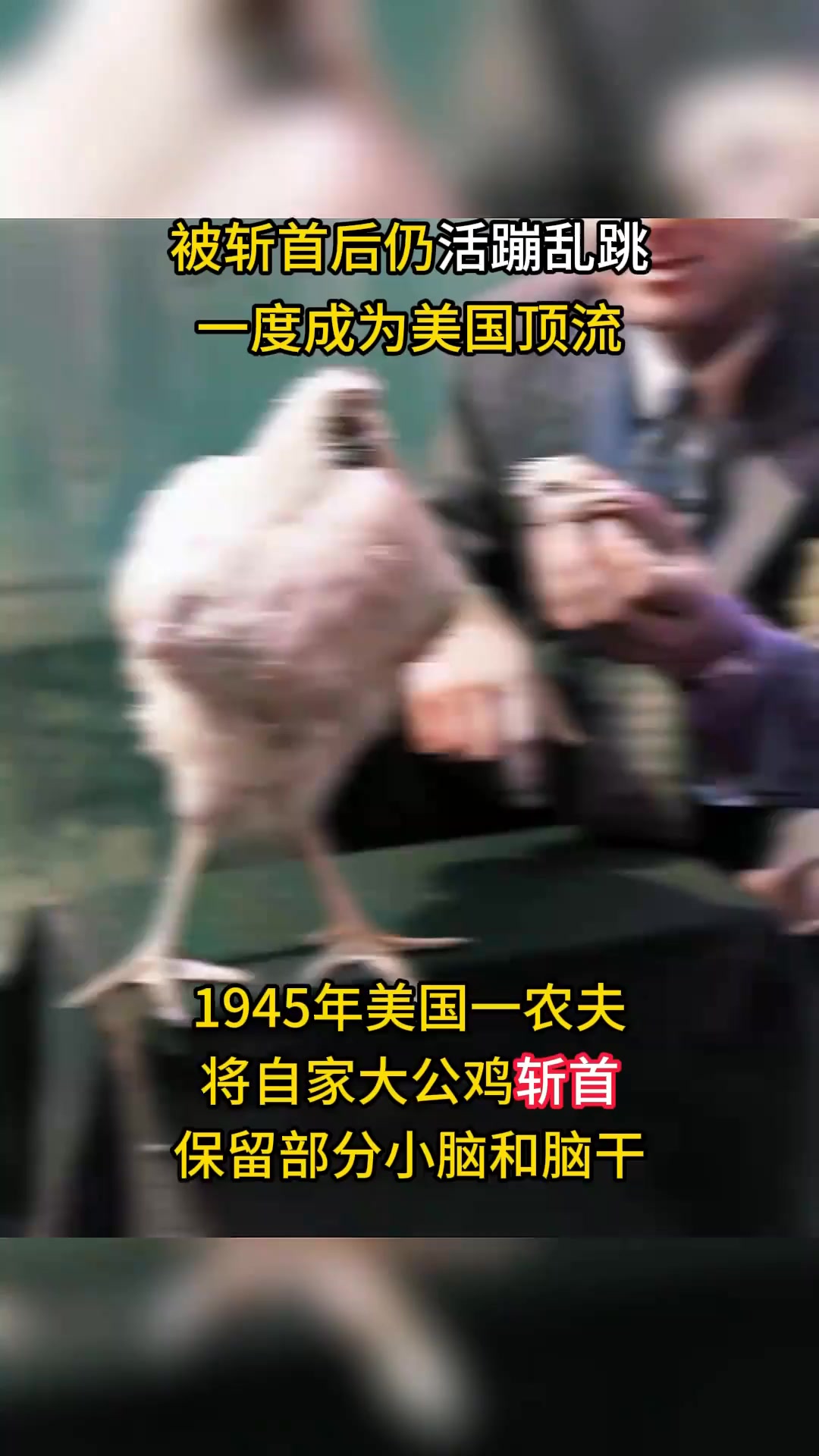 1945年美国明星无头鸡麦克,被斩首仍活蹦乱跳,一度成为国内顶流