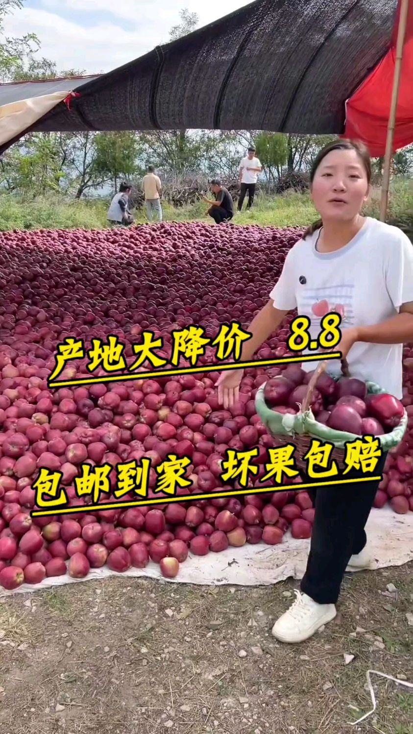 新鲜采摘,带着枝叶的清甜。 能和世界名果抗衡的国产苹果