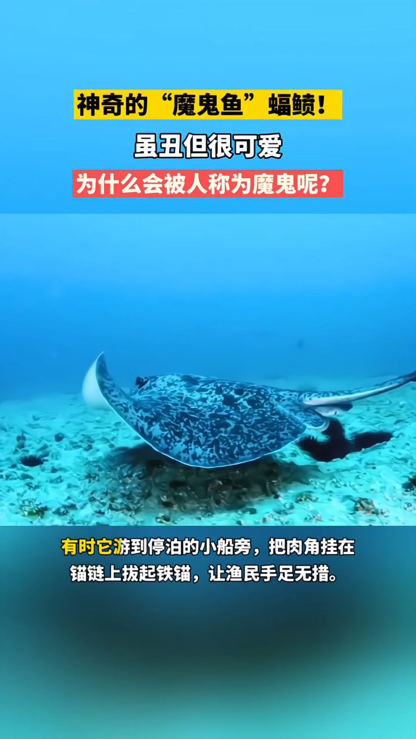 “魔鬼鱼”虽丑但很可爱，为什么会被人称为魔鬼呢？