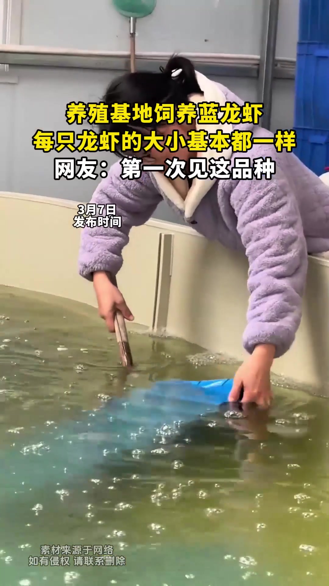 养殖基地饲养蓝龙虾,每只龙虾的大小基本都一样,网友:第一次见