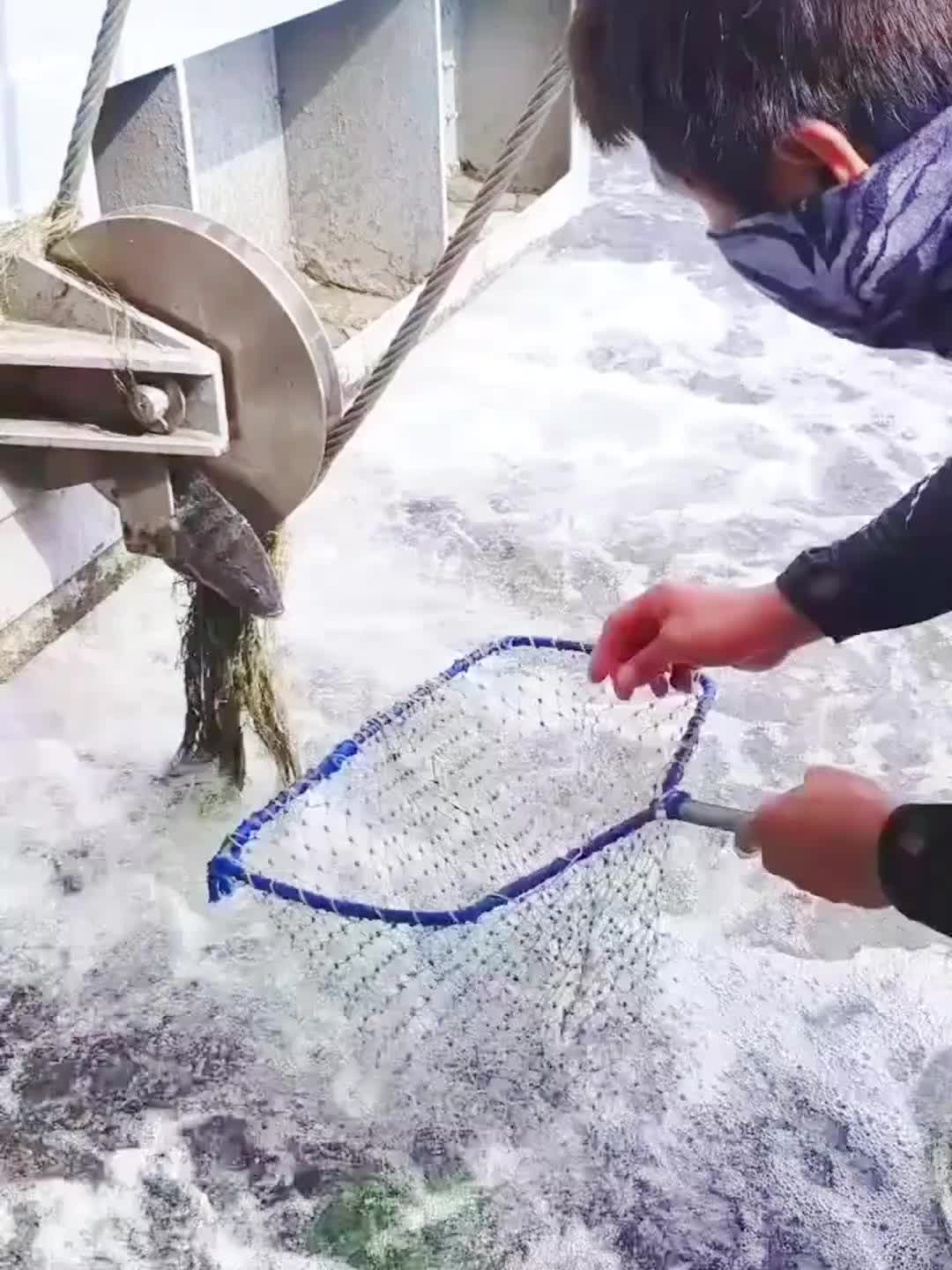 这是罗非鱼吗？