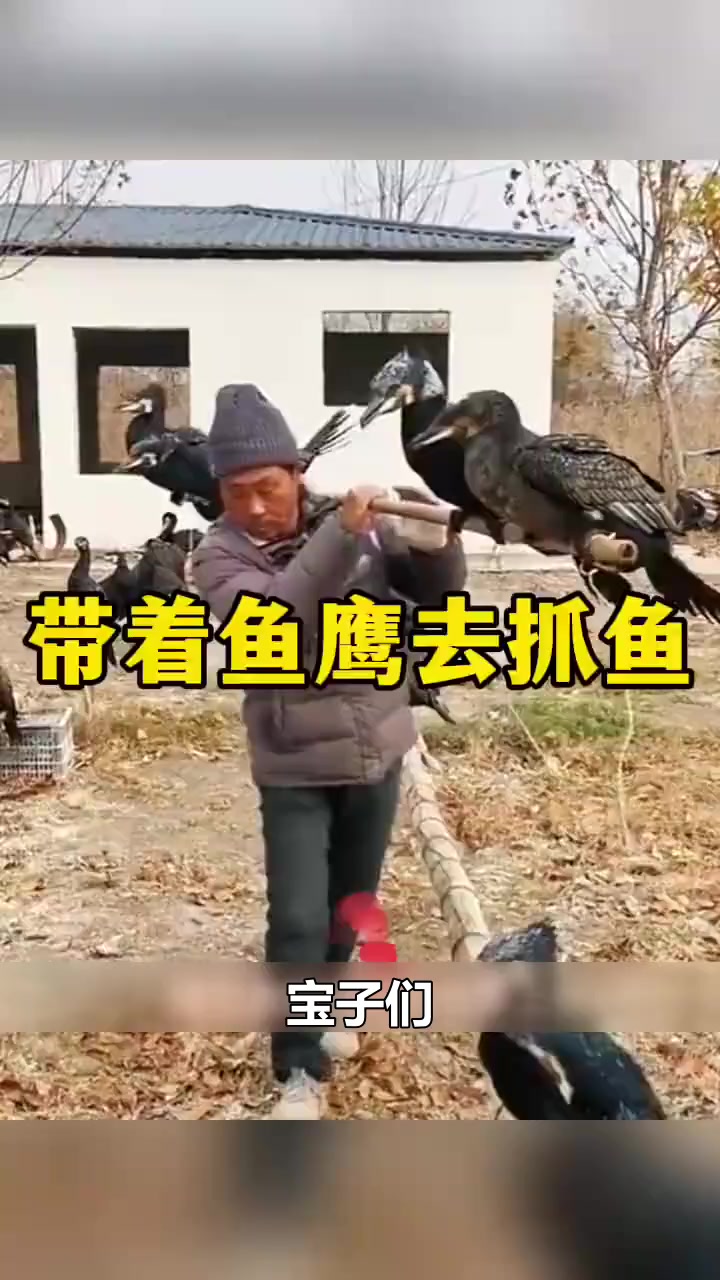 聪明的大爷,带着鱼鹰去抓鱼