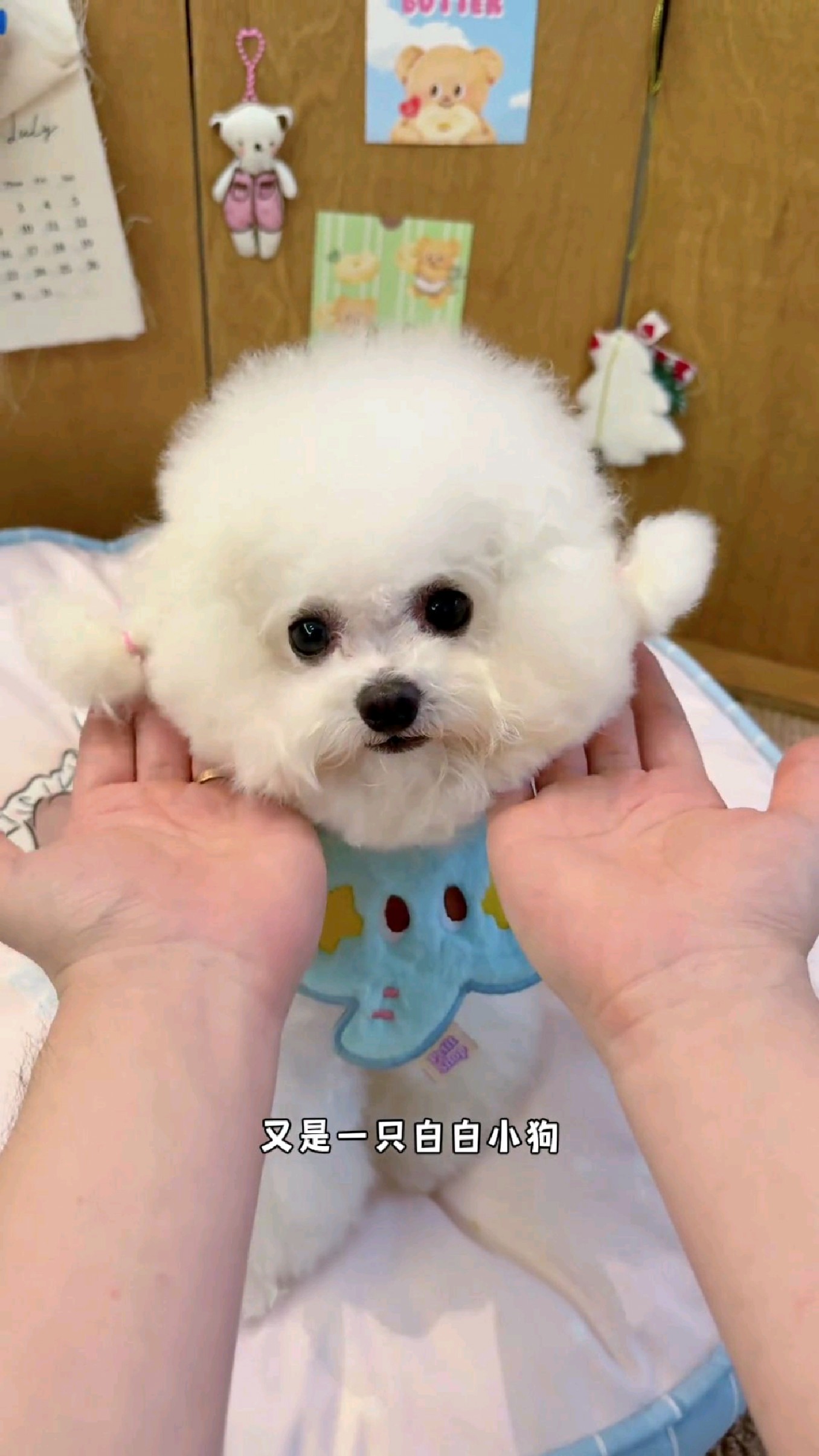 今日吃香煎三文鱼!