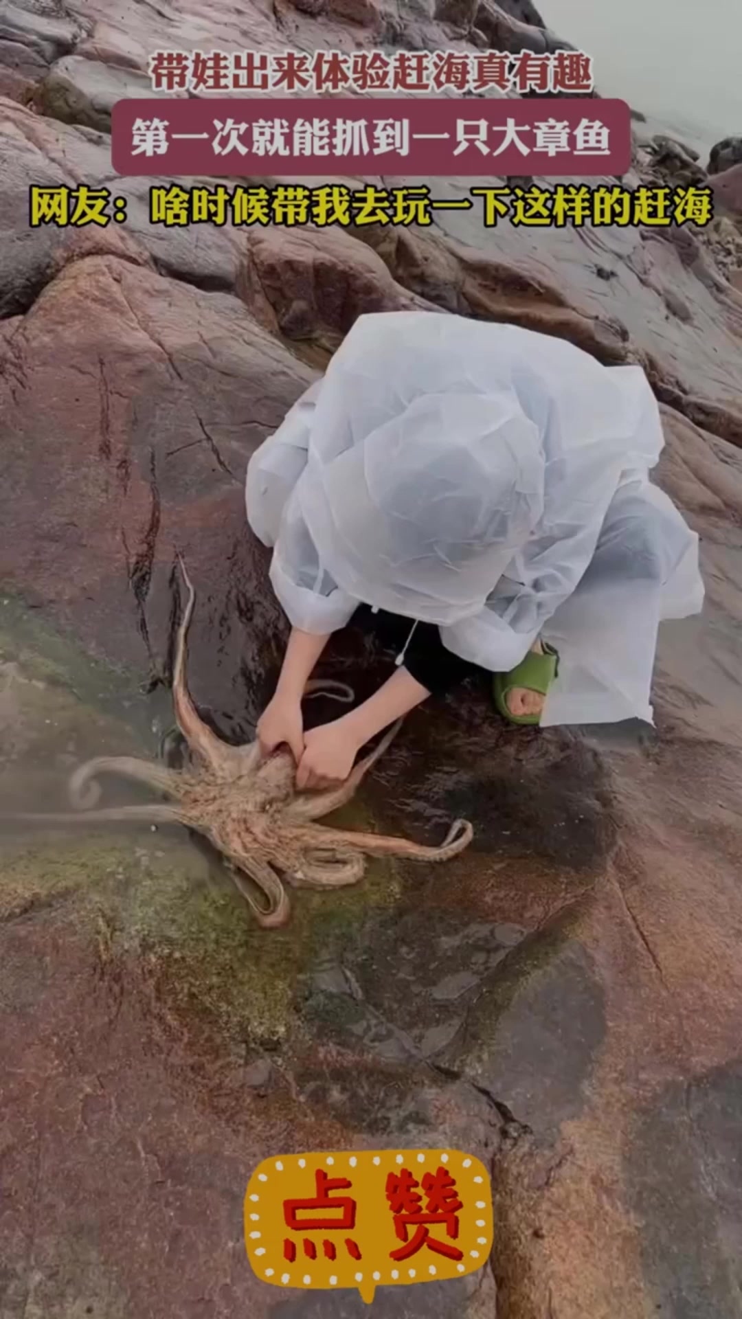 带娃出来体验赶海真有趣，第一次就能抓到一只大章鱼