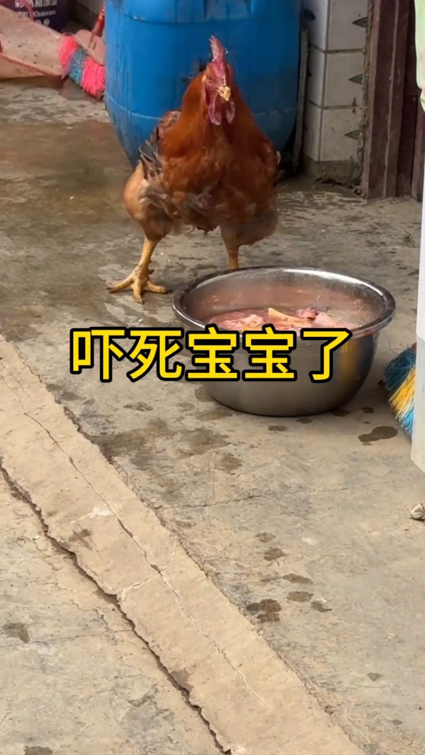 被吓得腿软的小大公鸡,这大公鸡也太可爱了