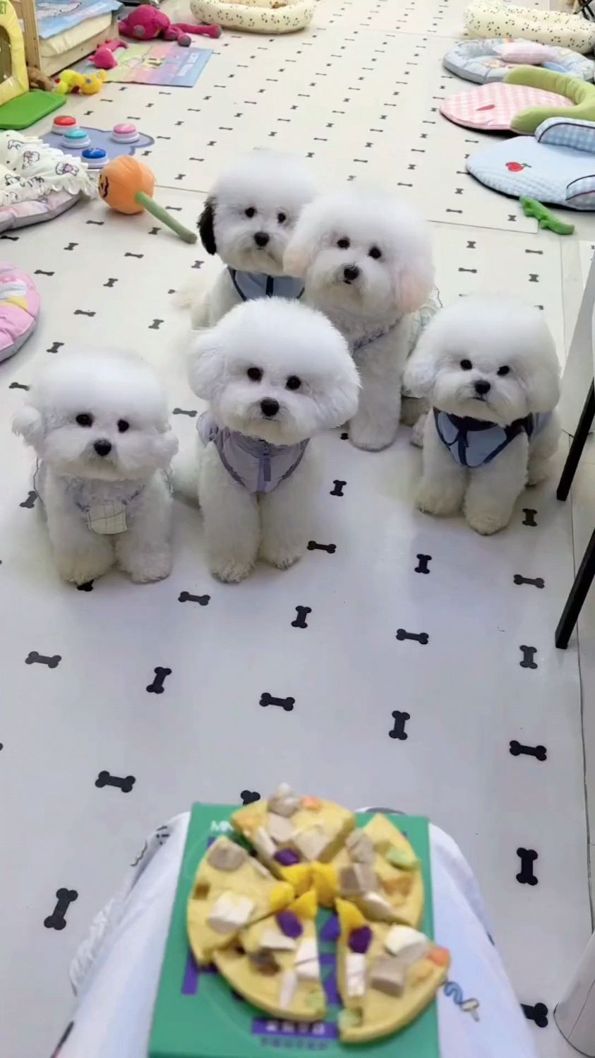 今天吃狗狗披萨!