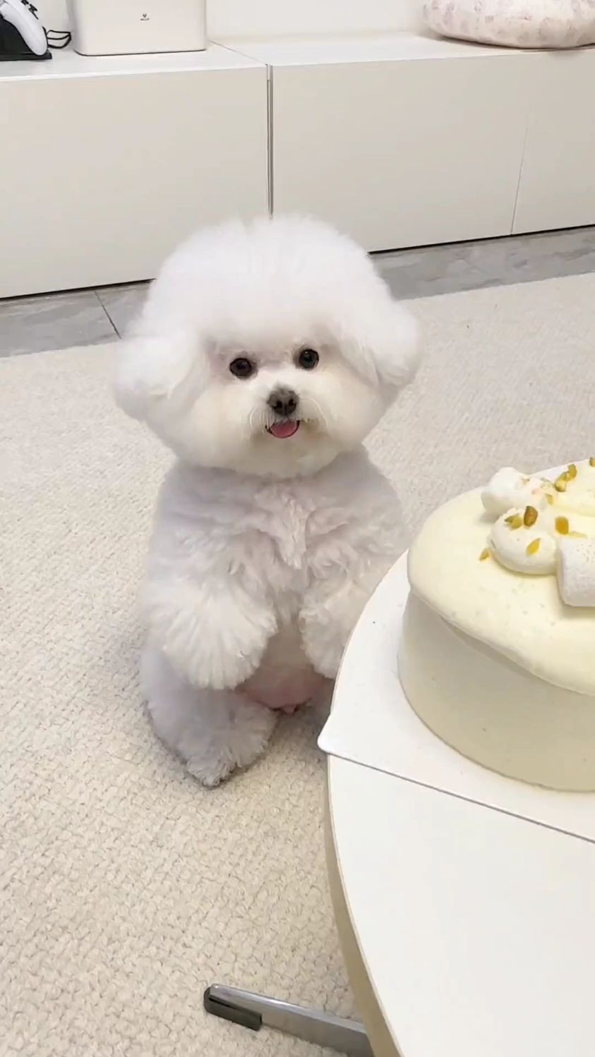 小狗狗不能吃蛋糕的!