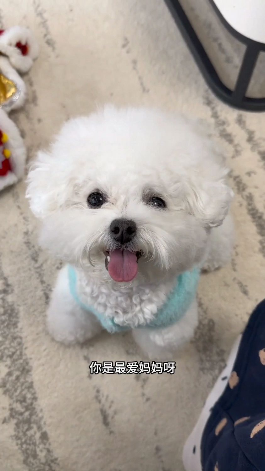 可爱小白狗穿绿毛衣,太萌啦!