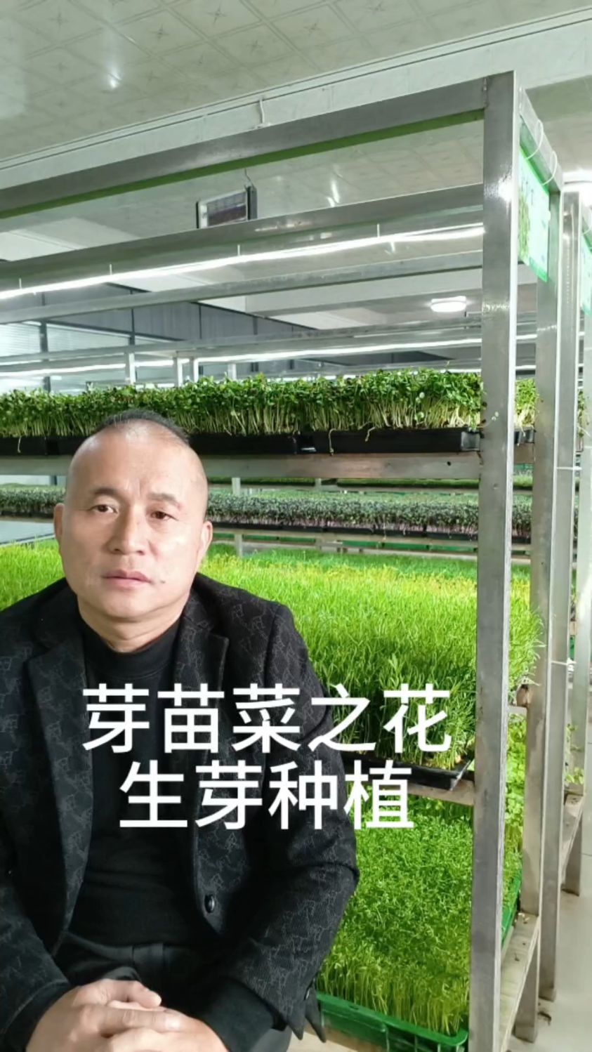 芽苗菜种植之花生芽
