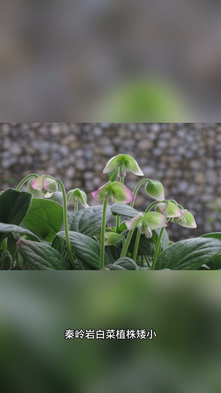 秦岭岩白菜 小巧可爱