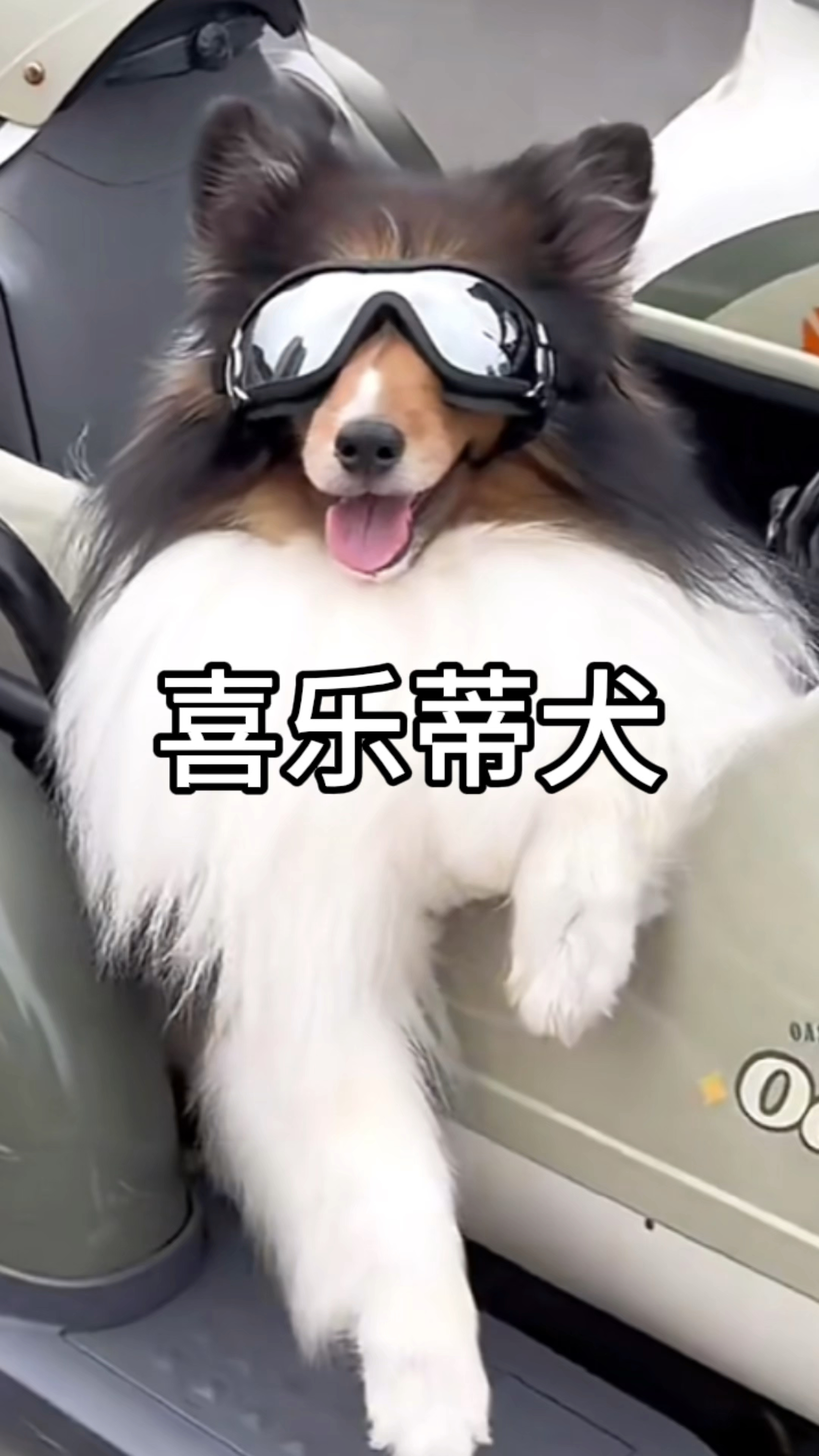 每天教你认识一种狗狗:喜乐蒂犬