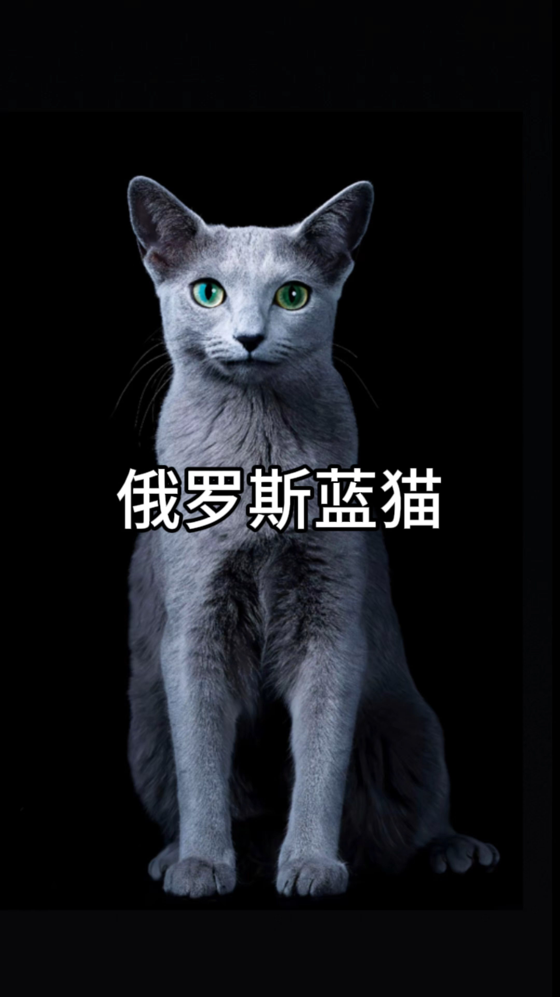 每天教你认识一种猫咪:俄罗斯蓝猫