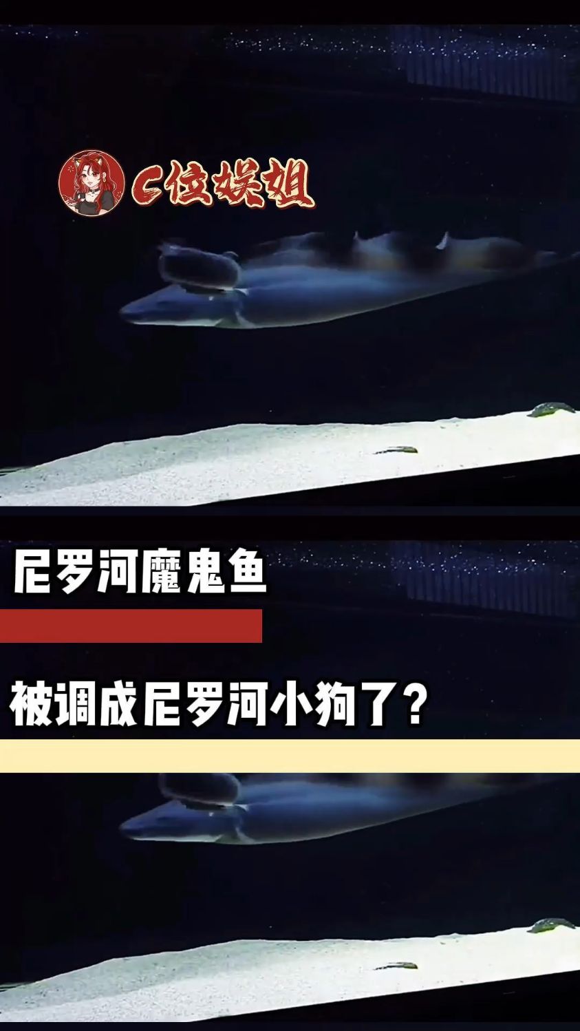 尼罗河魔鬼鱼被调成尼罗和小狗了? #尼罗河魔鬼鱼