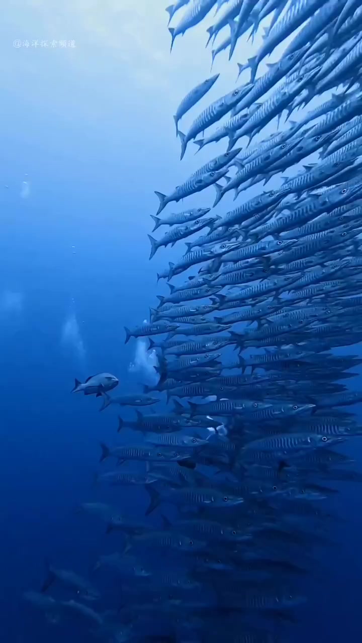 梭子鱼又名海狼艾特你想艾特的人海洋生物鱼儿水中游