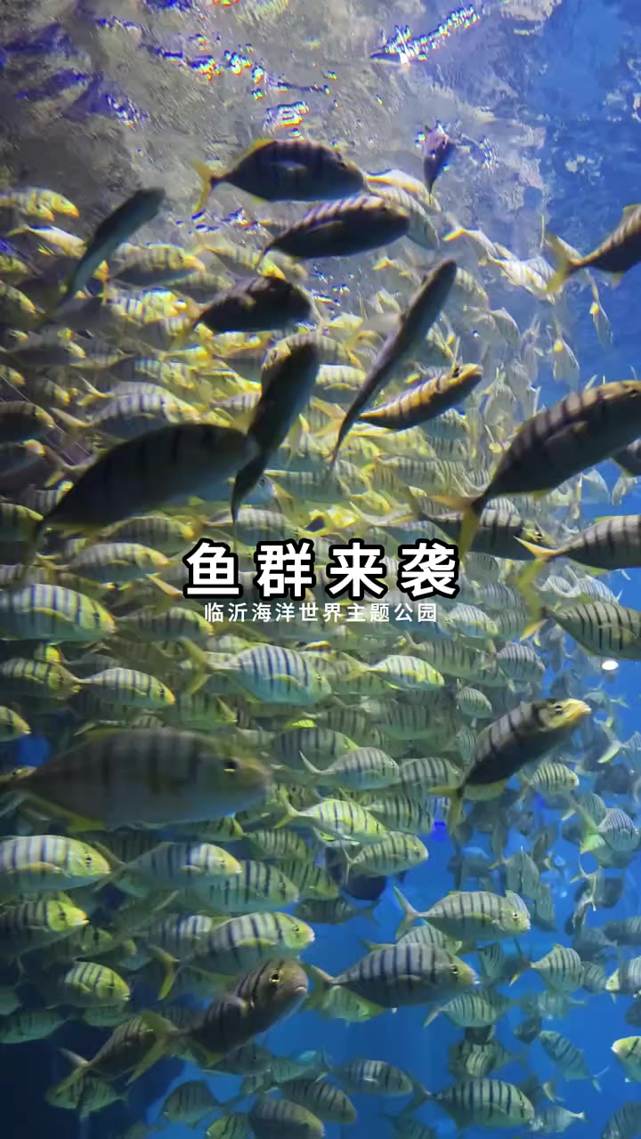 临沂海洋世界的鱼群来啦!!临沂海洋世界主题公园遛娃临沂