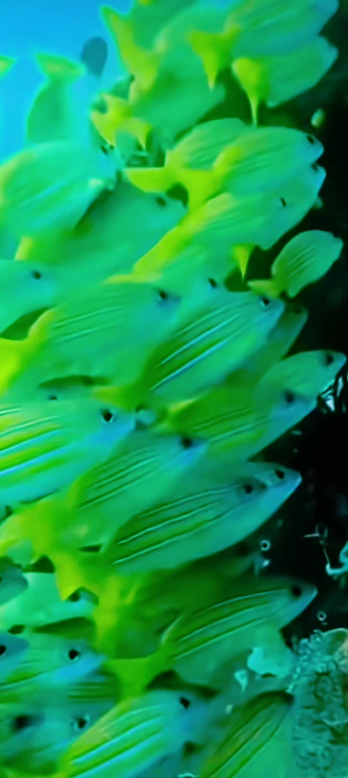 这壮观的鱼群画面绝了海洋生物一只鱼