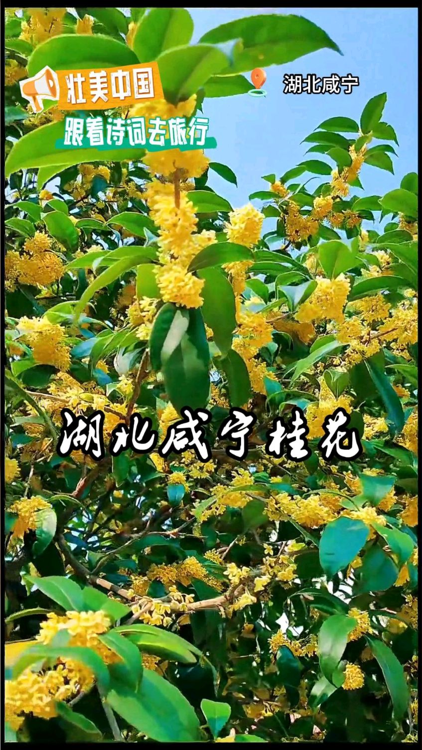 壮美中国,跟着诗词去旅行!#湖北咸宁桂花#原创诗词#诗词