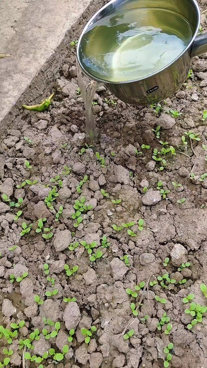 出苗三天的大白菜幼苗浇水手法