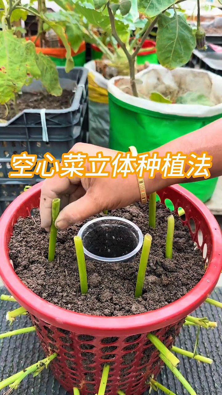 空心菜立体种植方法