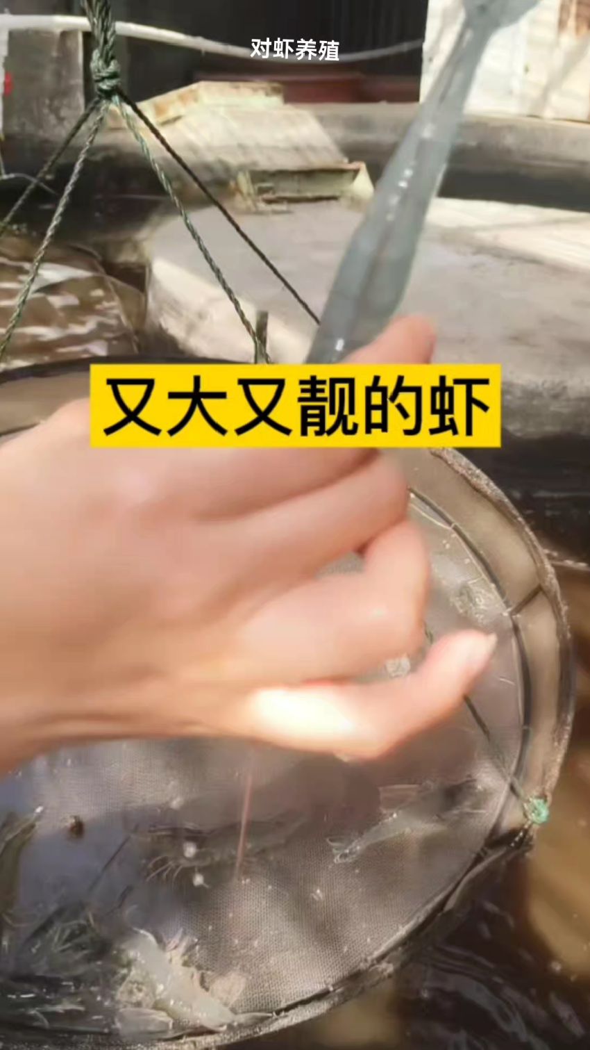 又大又靓的南美白对虾