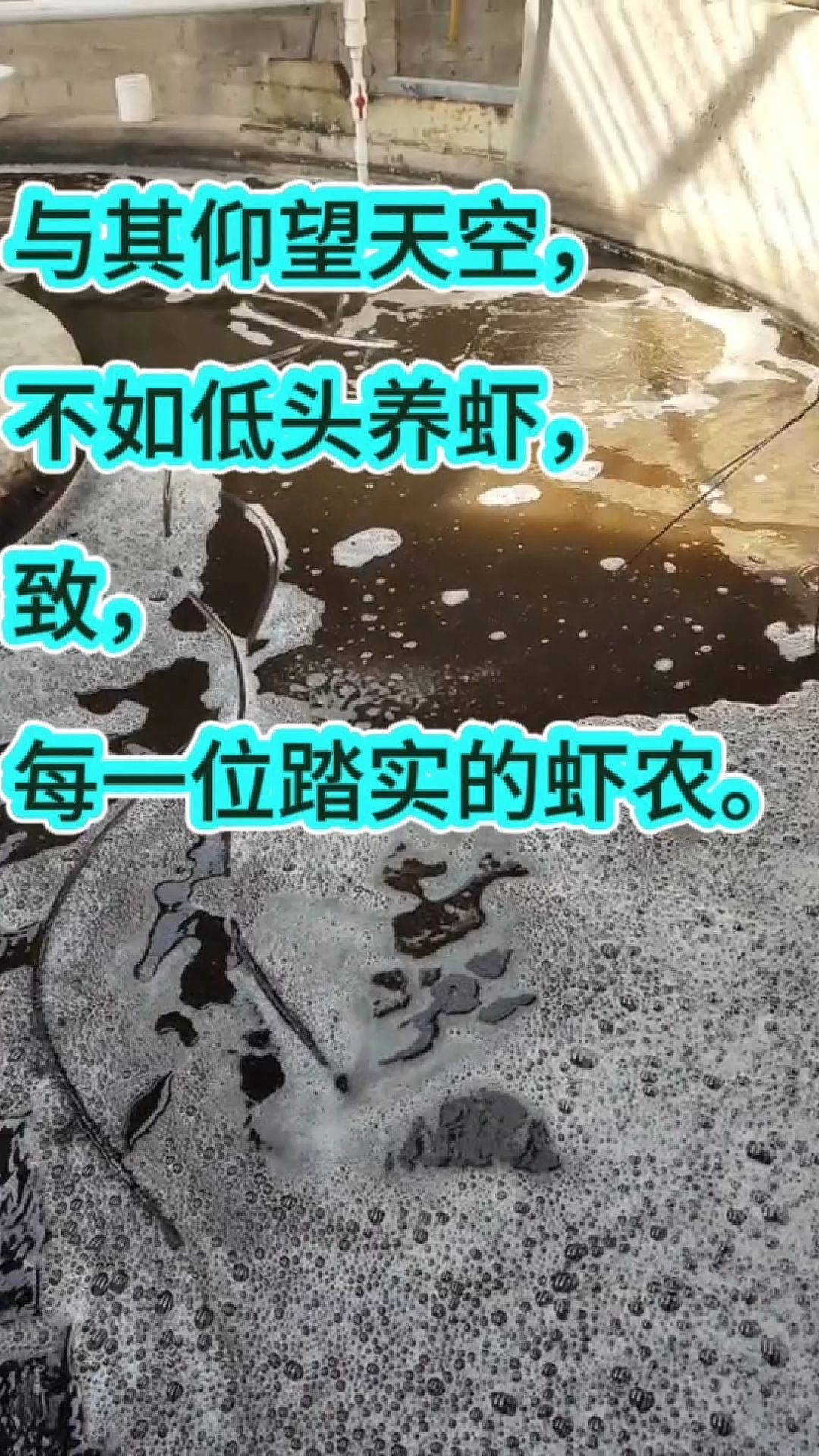 与其仰望天空,不如低头养虾,致,每一位踏实的虾农。