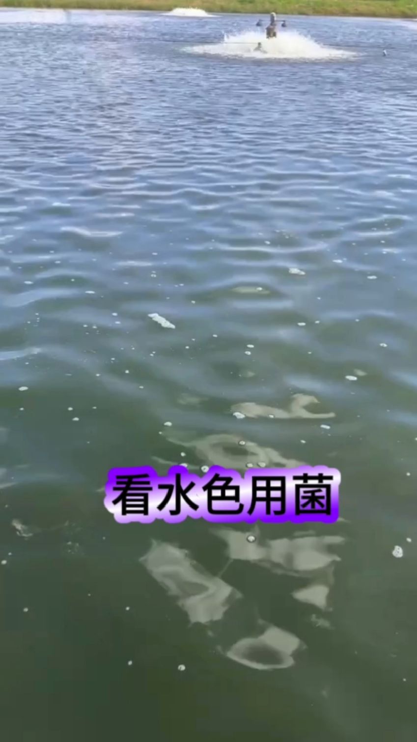 虾塘你会看水色用菌吗？