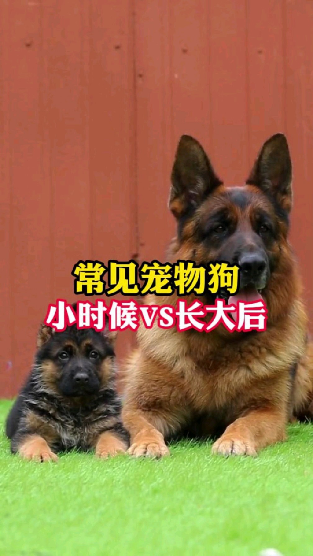常见宠物狗小时候vs长大后