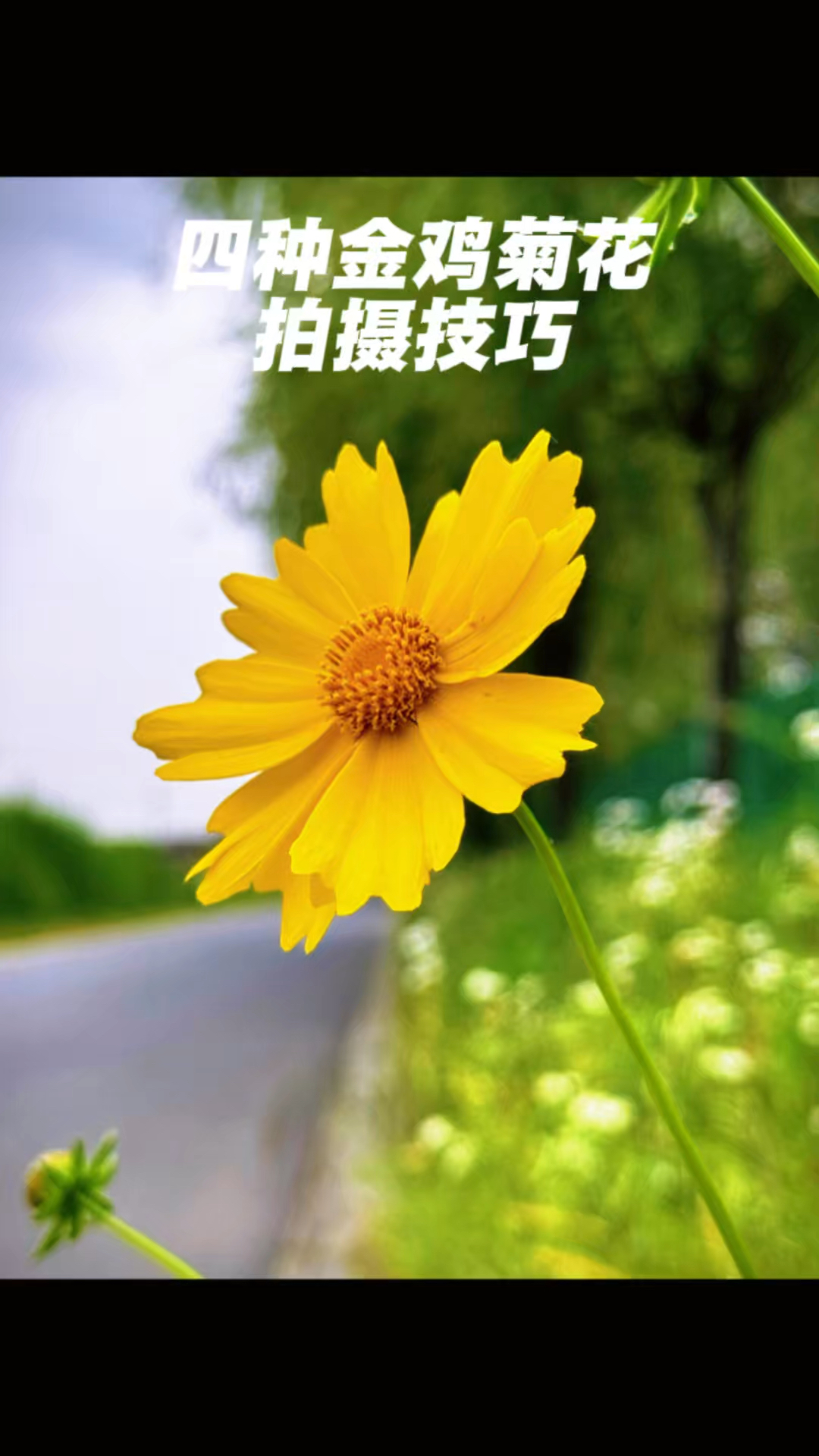 简单易学的拍花技巧，简单易学还高级、金鸡菊花试试这样拍