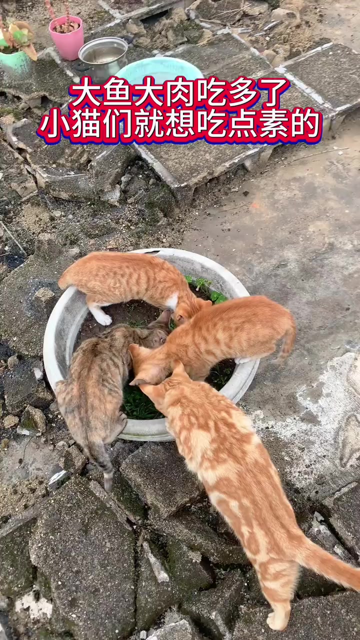 这是我种的猫草,小猫们都喜欢吃。 大鱼大肉吃腻了,吃点素润润