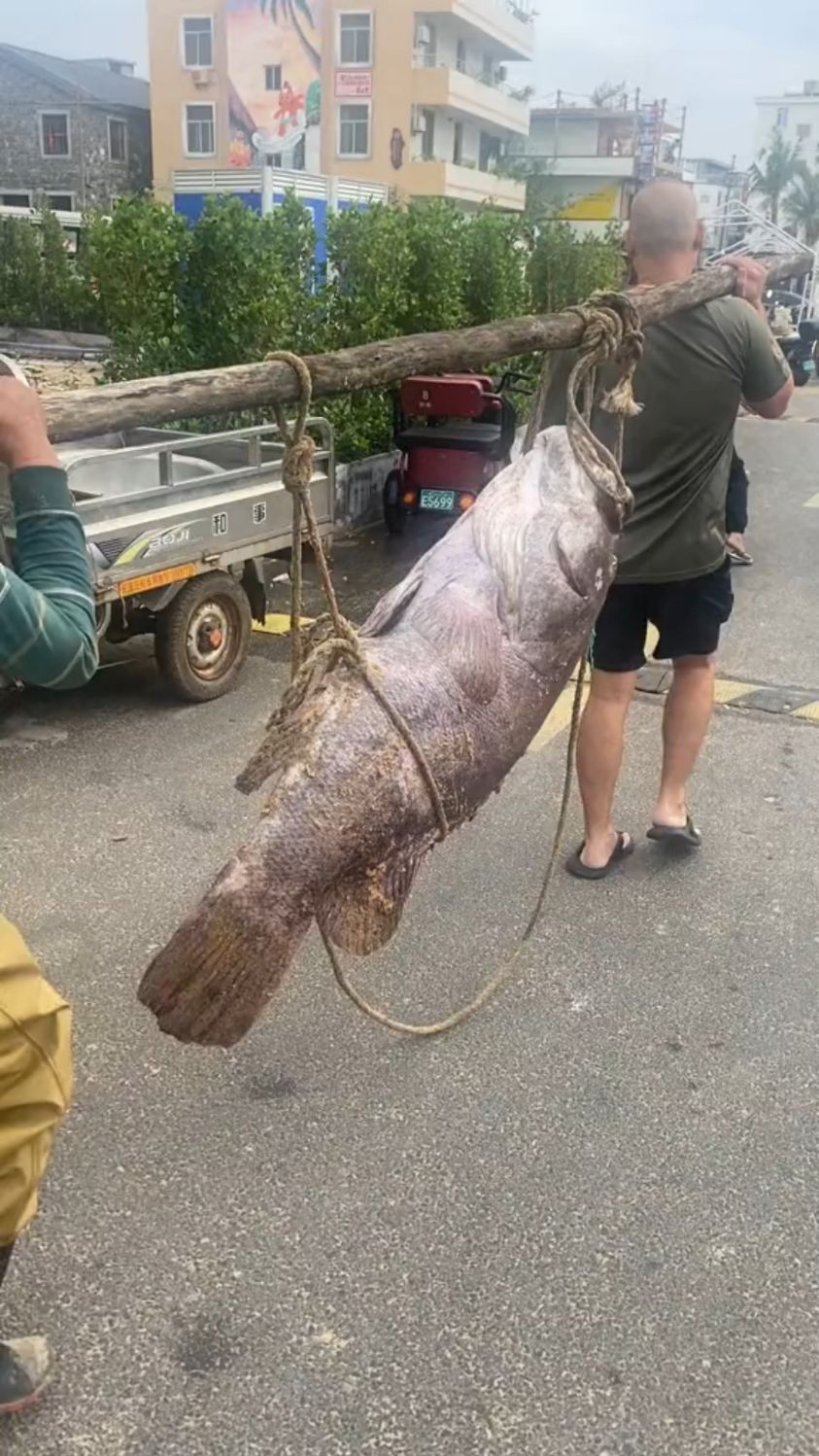 带你认识7种不同的鱼，看你认识几种！