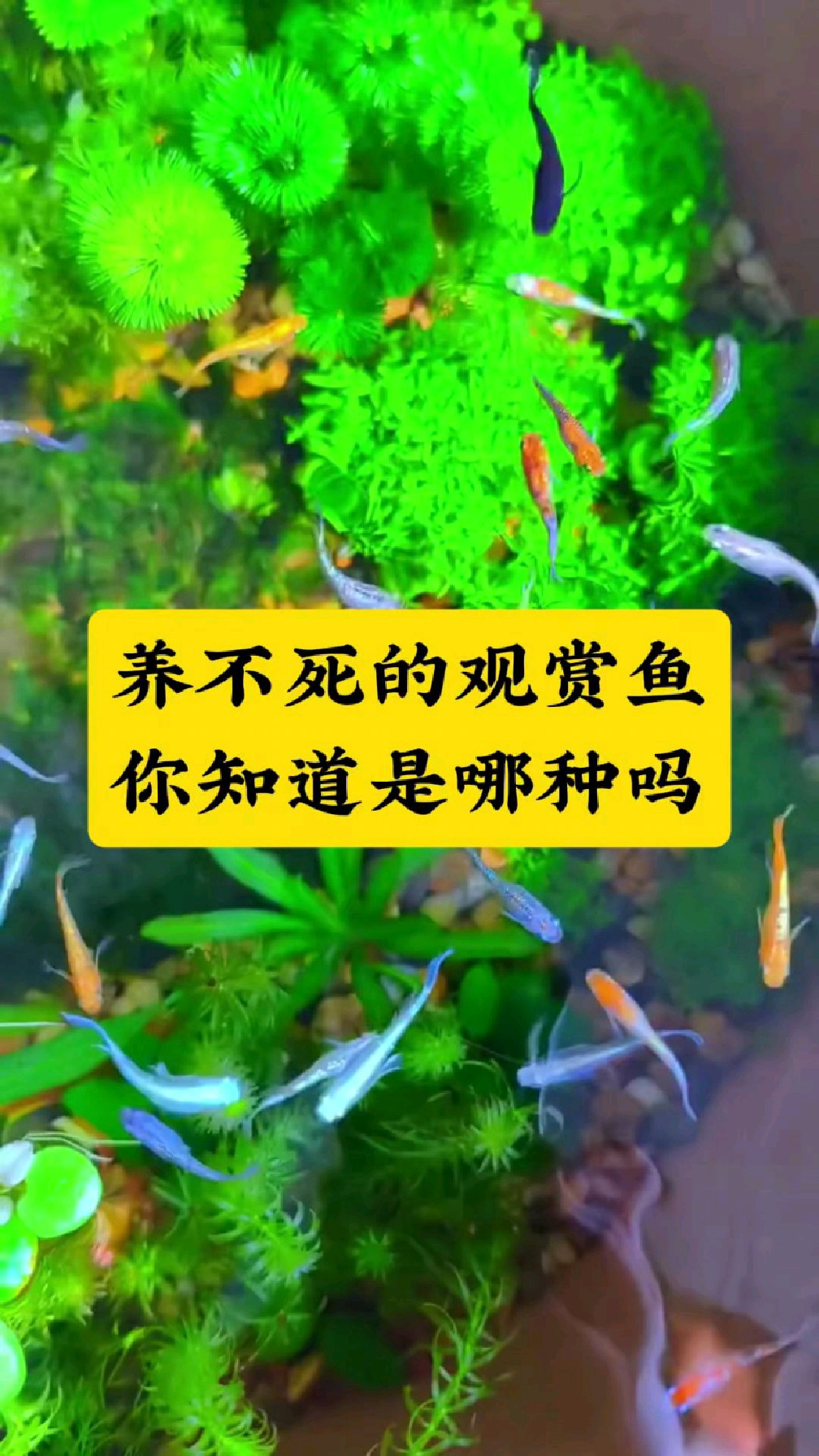 养不死的观赏鱼，你知道是哪种吗