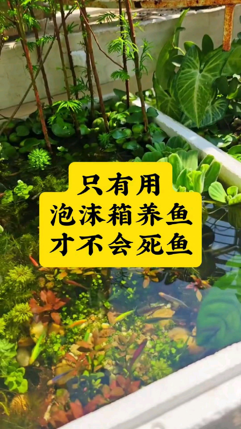 只有用泡沫箱养鱼,才不会死鱼