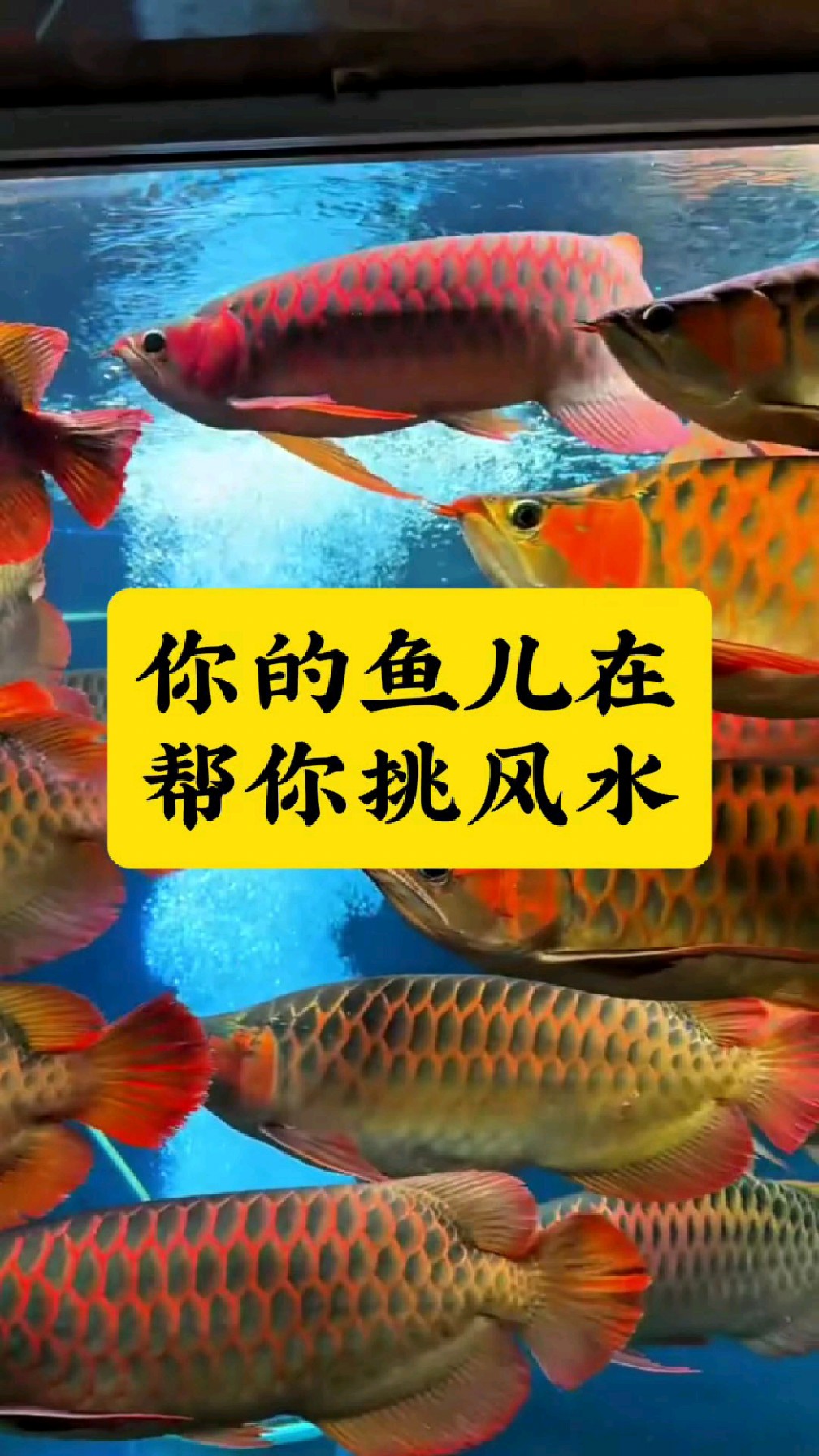 你的鱼儿其实是在帮你挑风水