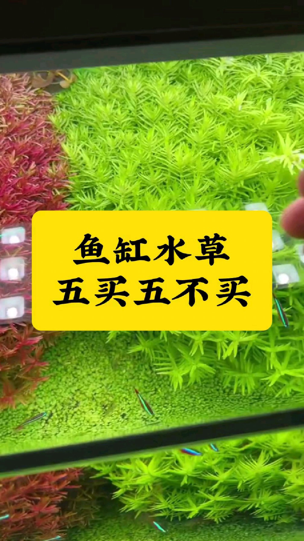 鱼缸水草五买五不买