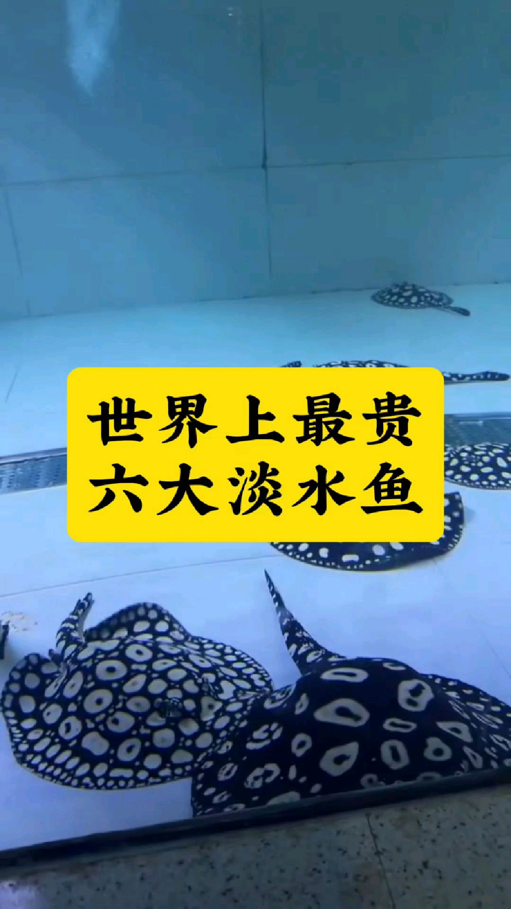 世界上最贵的六大淡水鱼