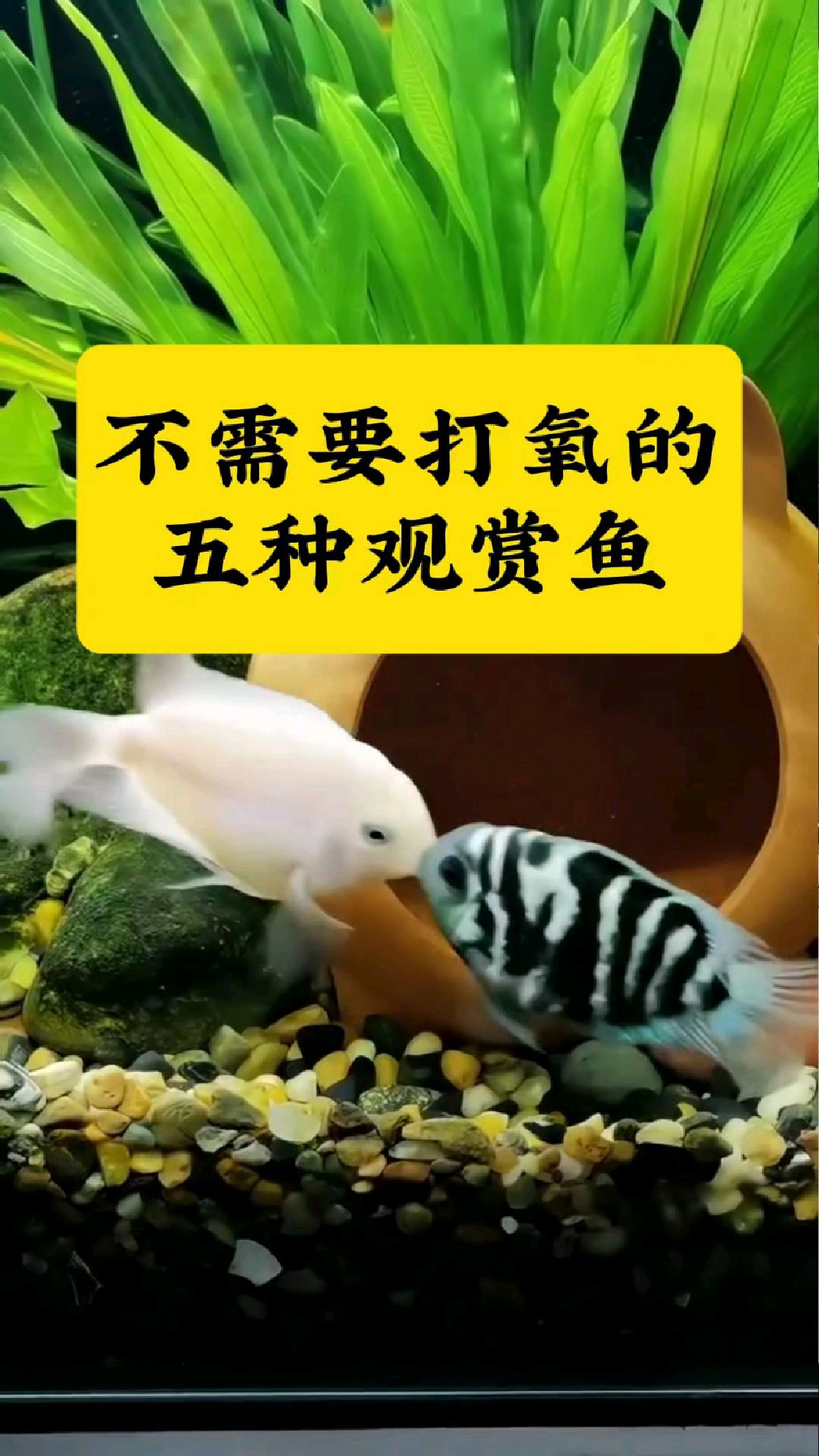 不需要打氧的五种观赏鱼