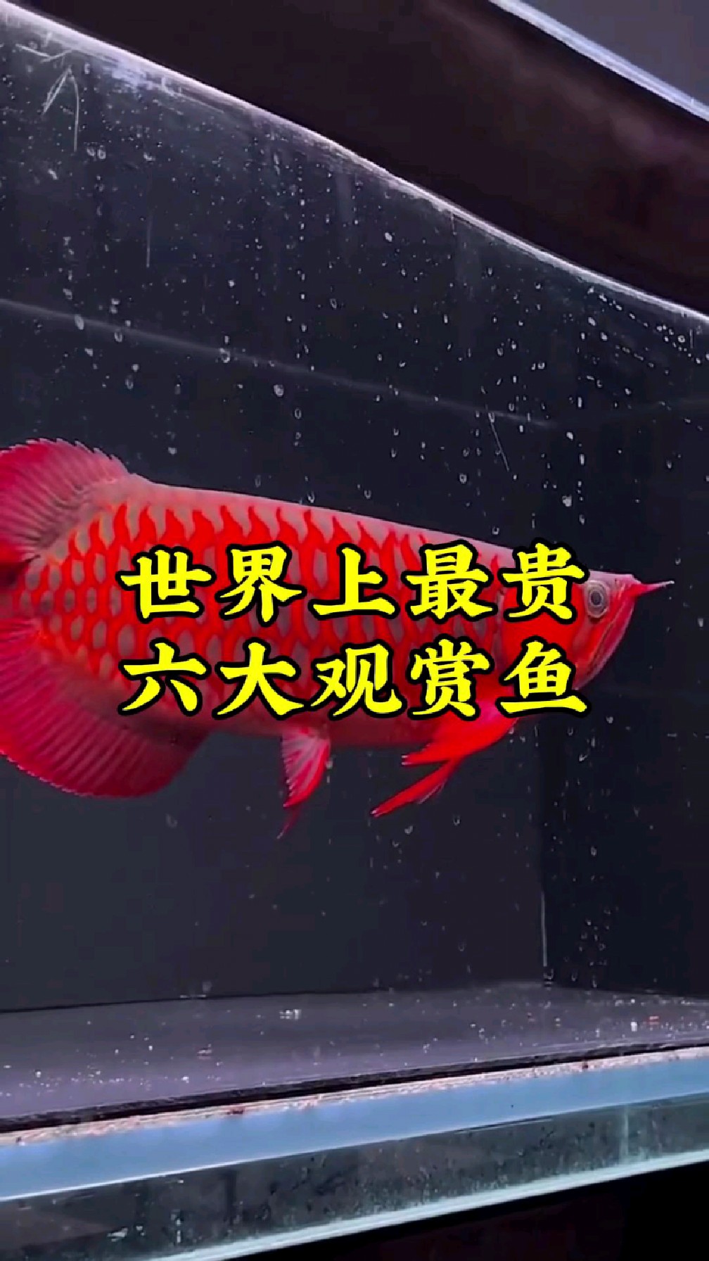 世界上最贵的六大观赏鱼