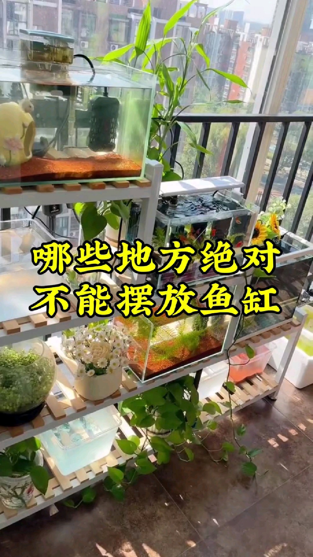 鱼缸摆放常见的禁忌