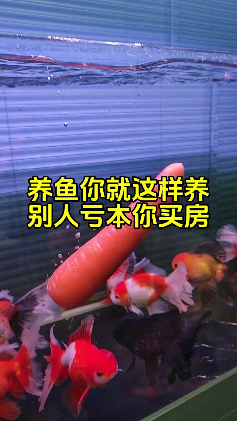 养鱼你就这样养,别人亏本你买房