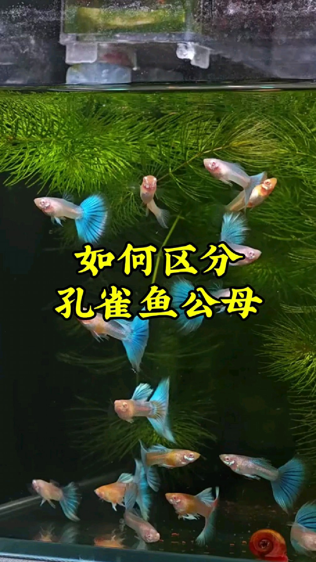 如何区分孔雀鱼公母