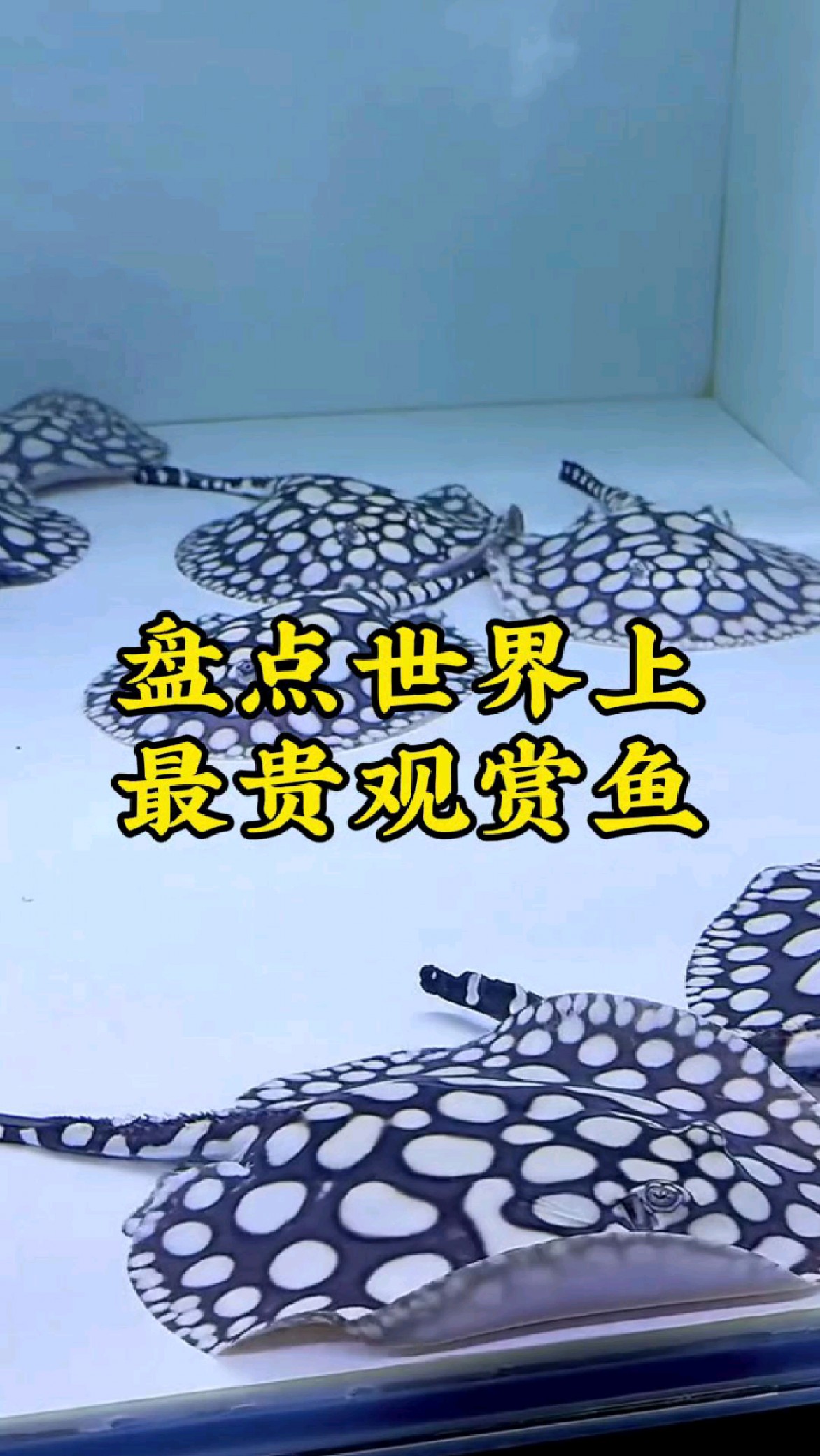 盘点世界上最贵的观赏鱼