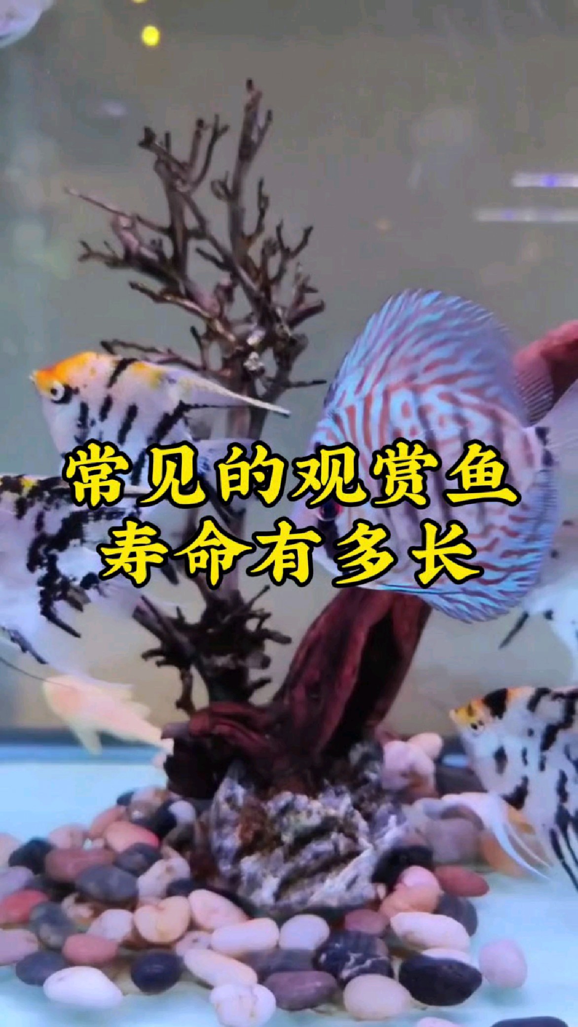 常见的观赏鱼，寿命到底有多长