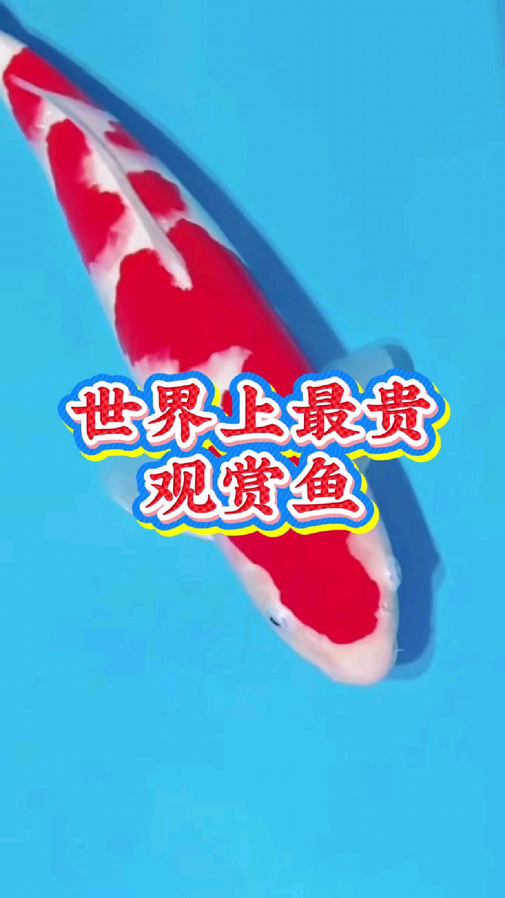世界上最贵观赏鱼