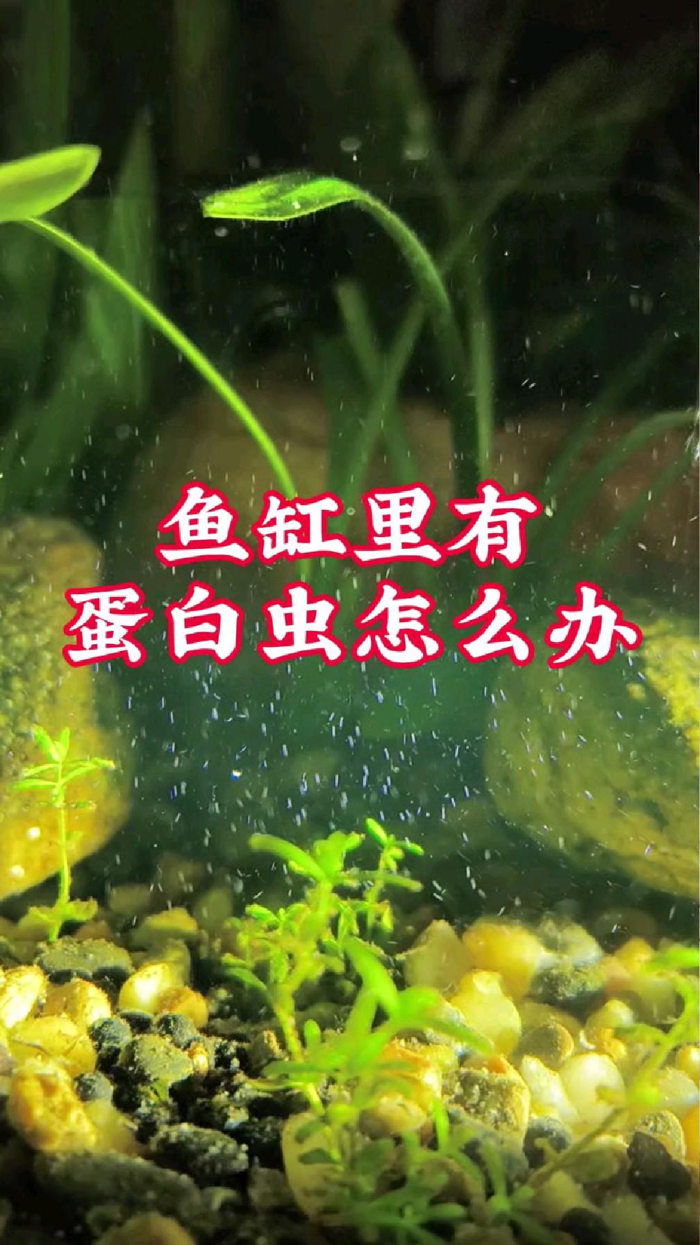 鱼缸里有蛋白虫怎么办